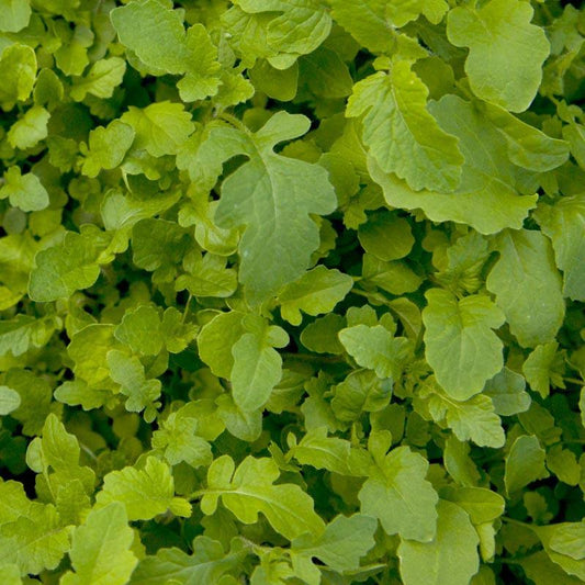 Peaceful Valley Mustard Mix  Seed (lb) Grow Organic