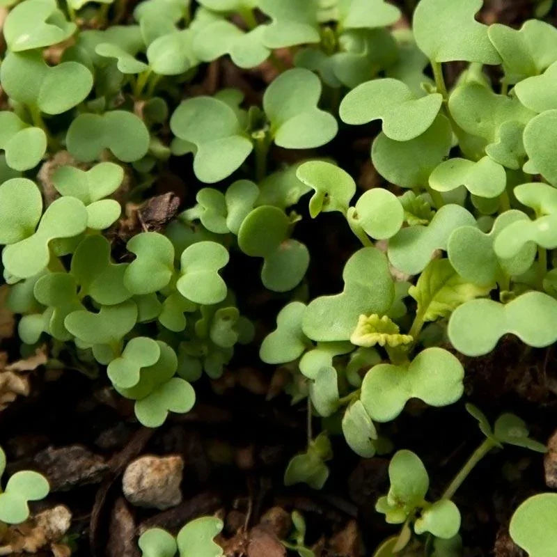 planting mustard seed cover crop Mustard Seed