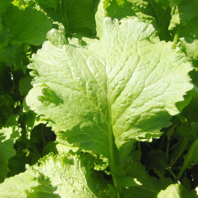Mustard Southern Giant Curled Greens Seeds (Organic) Mustard Southern Giant Curled Greens Seeds (Organic) Vegetable Seeds