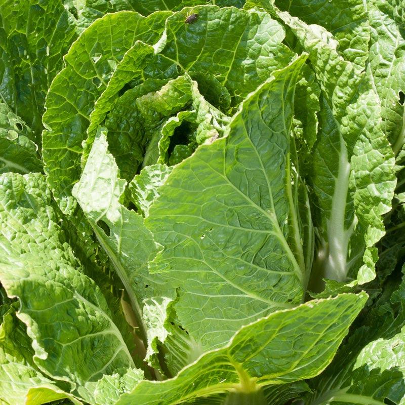 Napa Bilko Cabbage Seeds (Organic) Peaceful Valley