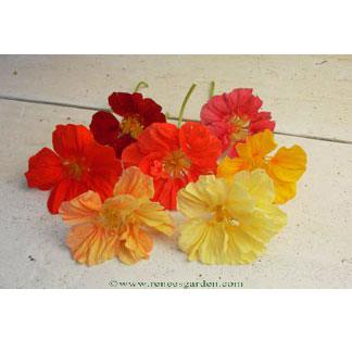 Whirlybird Rainbow Nasturtium Flower Seed Mix Renee's Garden