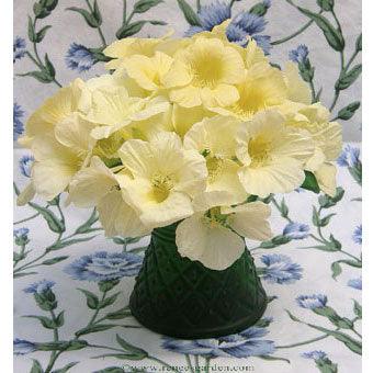 Buttercream Mounding Nasturtium Flower Seeds Renee's Garden
