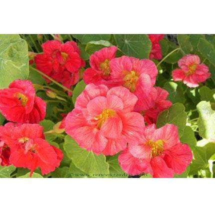 Cherries Jubilee Mounding Nasturtium Flower Seeds Renee's Garden