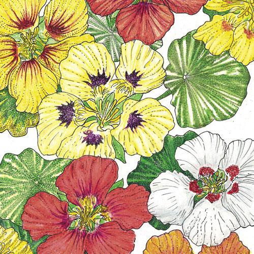 Nasturtium, Dwarf Jewel Mix (lb) Peaceful Valley