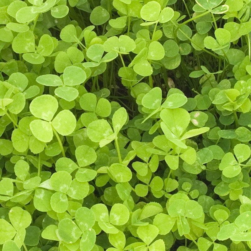 New Zealand White Clover - Nitrocoated Seed (lb) Grow Organic