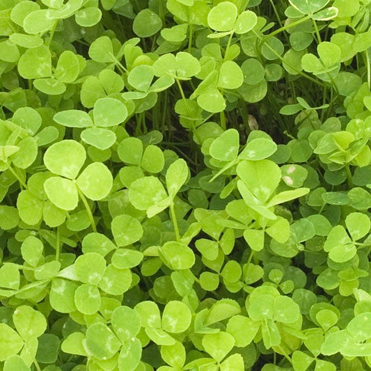 New Zealand White Clover - Nitrocoated Seed (lb) Grow Organic