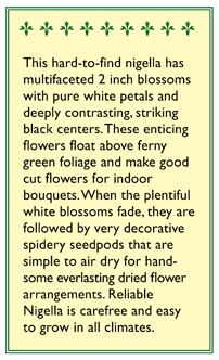 Bridal Veil White Nigella Flower Seeds Renee's Garden