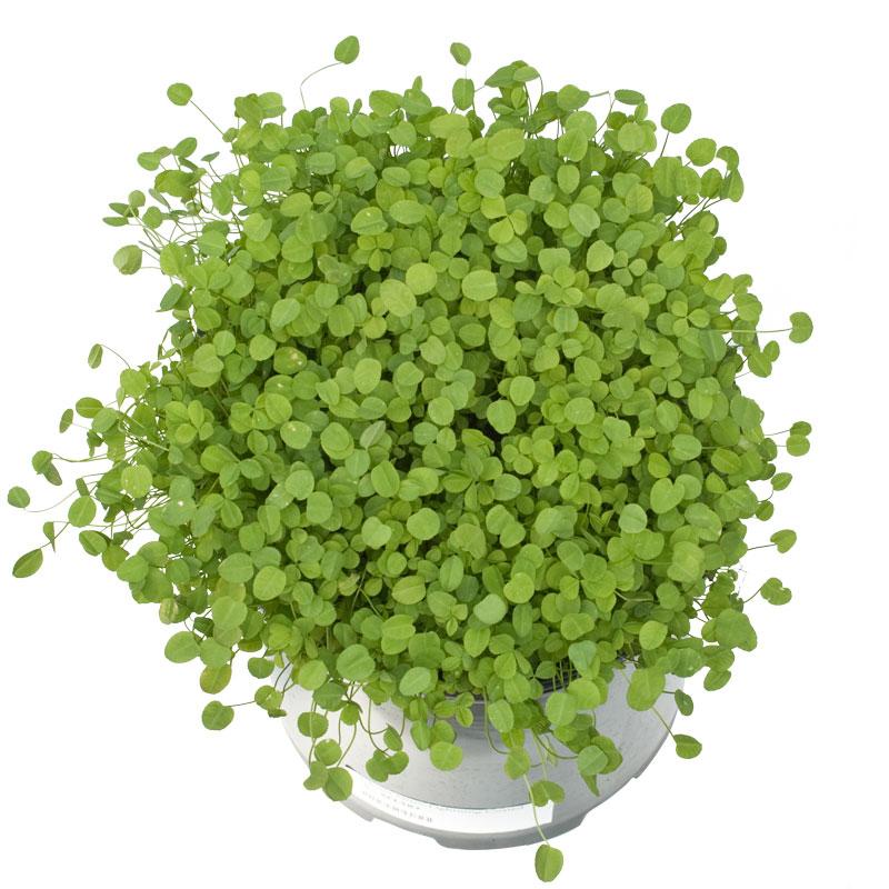 Nitro Persian Clover - Nitrocoated Seed (lb) Grow Organic