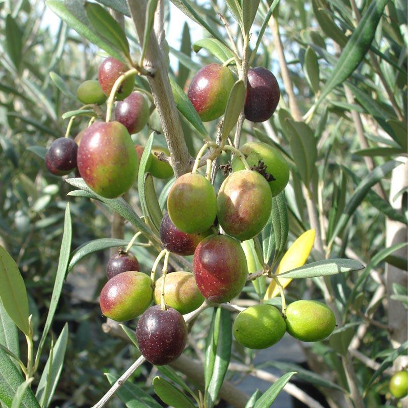 Noccellara Del Belice Olive Tree Grow Organic
