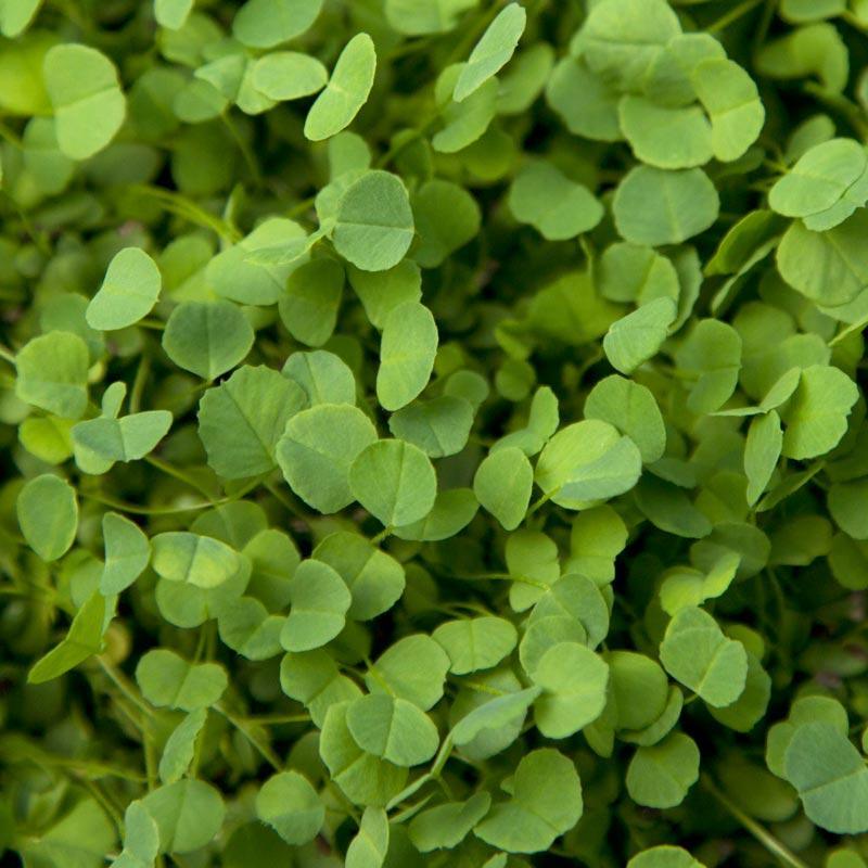 Non-Dormant Alfalfa - Nitrocoated Seed (lb) Grow Organic