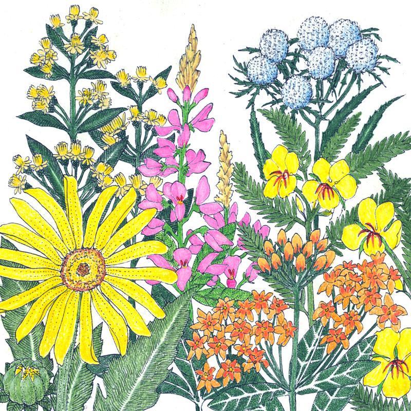 North American Clay Soil-Loving Native Wildflower Mix (lb) Peaceful Valley