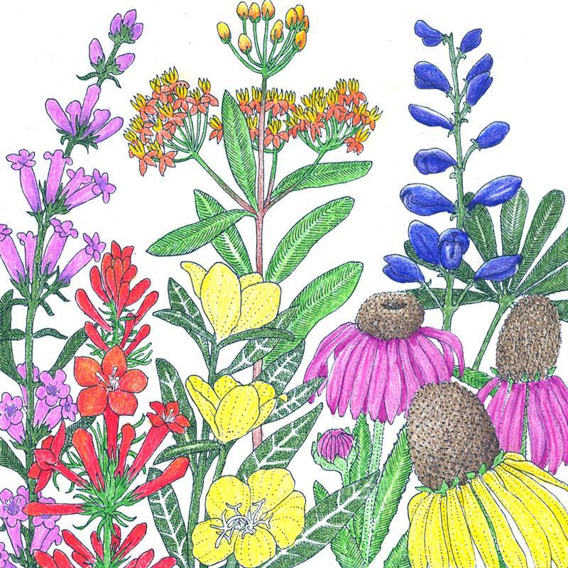 North American Perennial Native Wildflower Mix (1/4 lb) Peaceful Valley