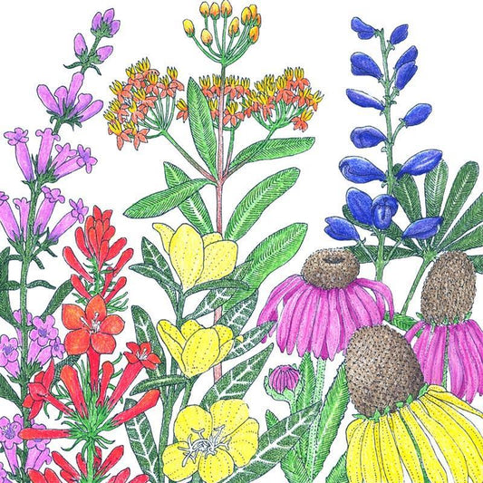 North American Perennial Native Wildflower Mix (lb) Peaceful Valley