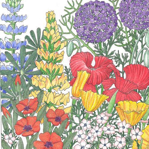 Northwest Wildflower Mix (1/4 lb) Peaceful Valley