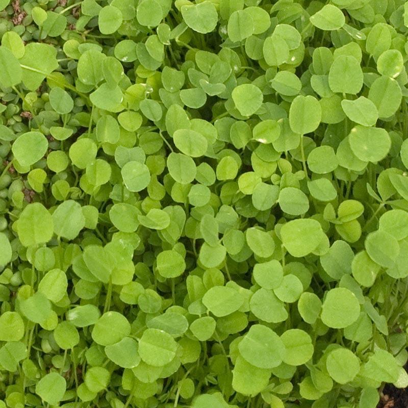 palestine strawberry clover seed O'Conners Strawberry Clover
