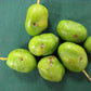 Olive Fruit Fly Lure 2-Pak – Grow Organic Olive Fruit Fly Lure 2-Pak 