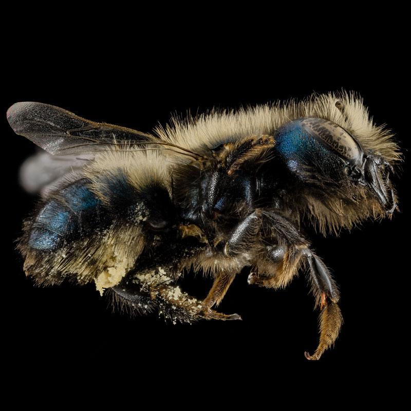 Orchard Mason Bees (Unit Of 25) PV Drop Ship