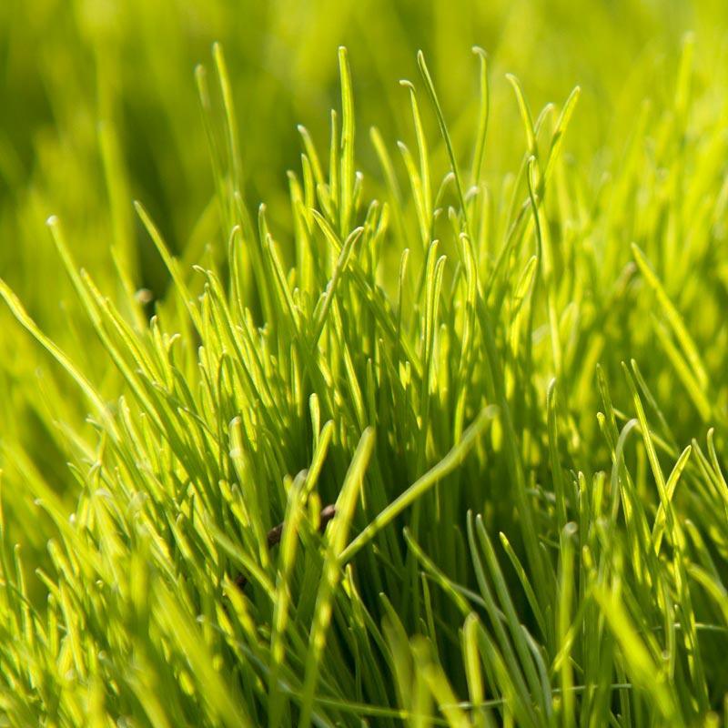 planting annual ryegrass seed Oregon Annual Ryegrass Seed (lb)