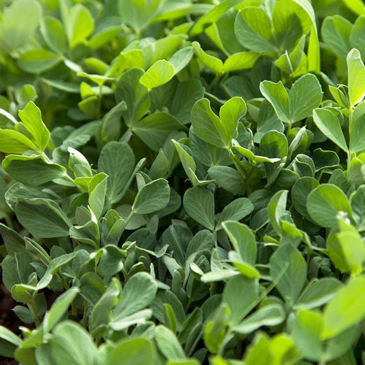 Organic 4010 Peas Raw (lb) Grow Organic