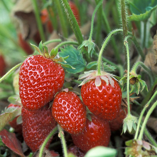 Organic Albion Strawberry Plants