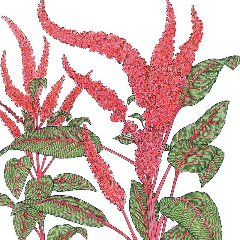 Organic Amaranth, Burgundy (1 oz) Peaceful Valley