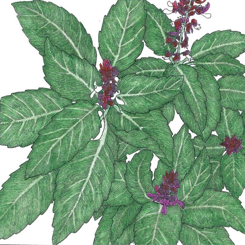 basil cinnamon plant Organic Basil, Cinnamon (1 oz)