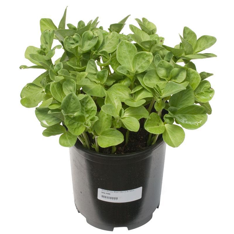 Organic Bell Beans - Raw Seed (lb) Grow Organic