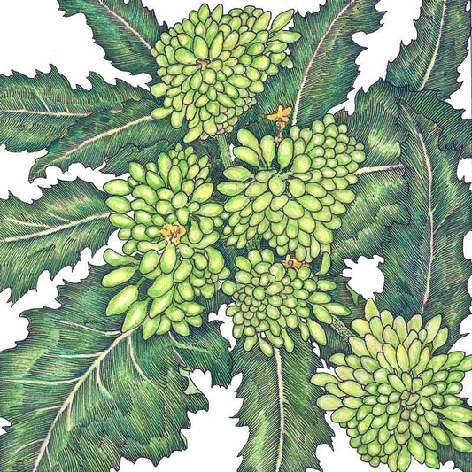 Organic Broccoli, Rapini (1/4 lb) Peaceful Valley