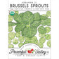 Darkmar 21 Brussels Sprouts Seeds (Organic) - Grow Organic Darkmar 21 Brussels Sprouts Seeds (Organic) Vegetable Seeds
