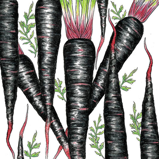 Organic Carrot, Black Nebula 1 oz - Grow Organic Organic Carrot, Black Nebula 1 oz Vegetable Seeds