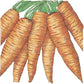 Organic Carrot, Danvers (1/4 lb) - Grow Organic Organic Carrot, Danvers (1/4 lb) Vegetable Seeds
