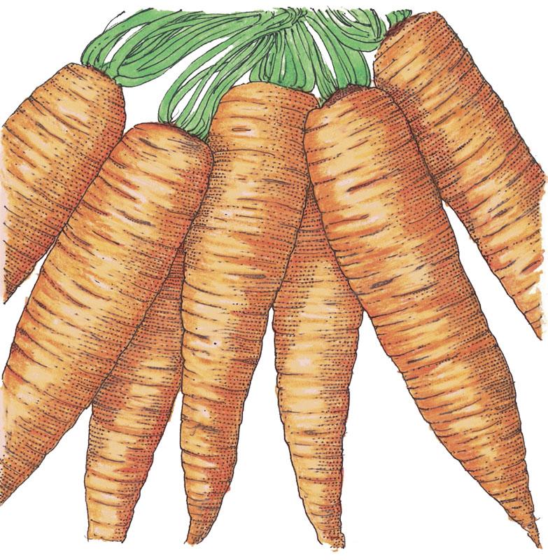 Organic Carrot, Danvers (1/4 lb) - Grow Organic Organic Carrot, Danvers (1/4 lb) Vegetable Seeds
