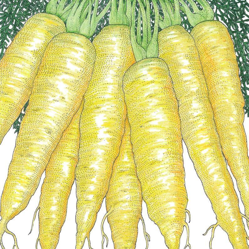 Organic Carrot, Solar Yellow (1 oz) Peaceful Valley