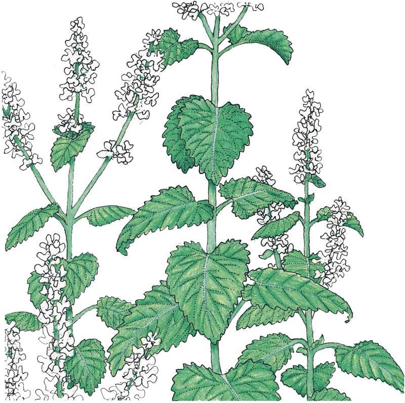 Organic Catnip (1 oz) Peaceful Valley