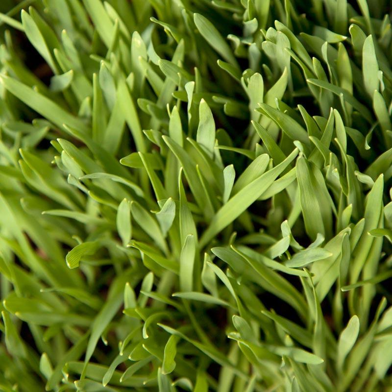 Organic Cayuse Oats Seed (lb) Grow Organic