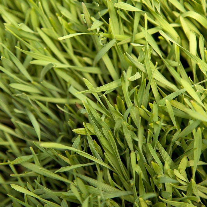 rye seeds for planting Organic Cereal Rye Seed (Cold Hardy) (lb) – Grow Organic