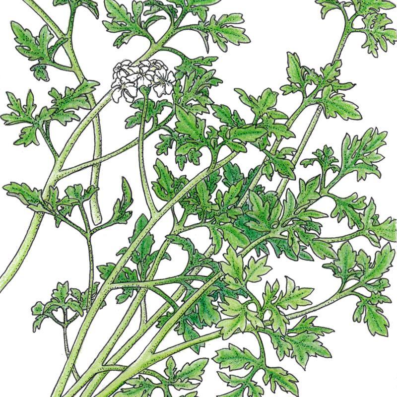 Organic Chervil, Fine Curled (1/4 lb) Peaceful Valley