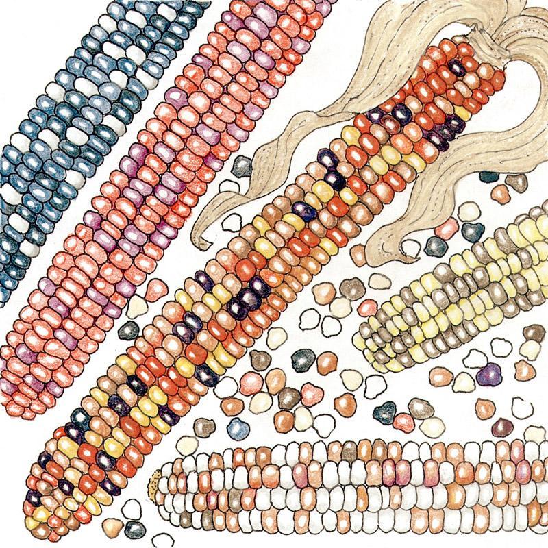 Organic Corn, Painted Mountain (1/2 lb) Peaceful Valley