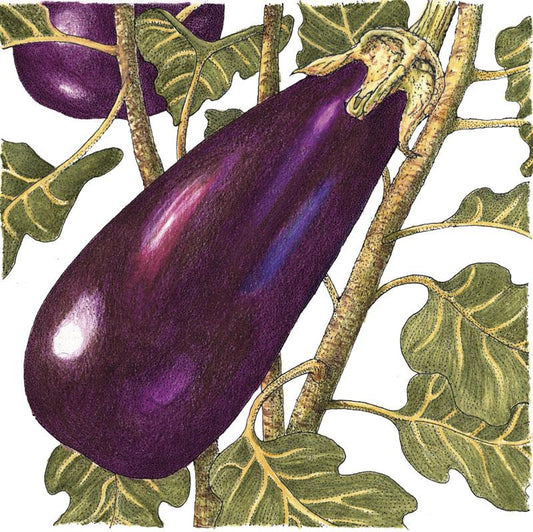 Organic Eggplant, Black Beauty (1 oz) - Grow Organic Organic Eggplant, Black Beauty (1 oz) Vegetable Seeds