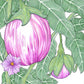 Organic Eggplant, Rosa Bianca (1 oz) - Grow Organic Organic Eggplant, Rosa Bianca (1 oz) Vegetable Seeds