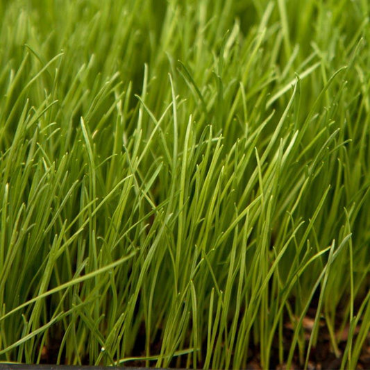 Organic Festulolium, Rye Fescue (lb) Grow Organic