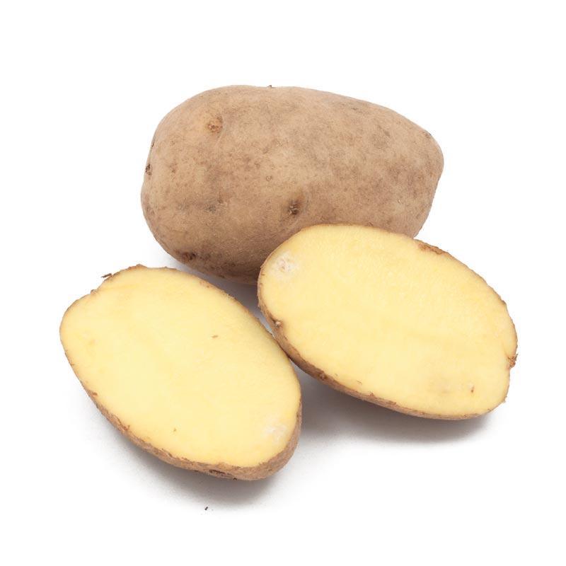Fall-Planted Organic German Butterball Seed Potatoes (lb) Grow Organic