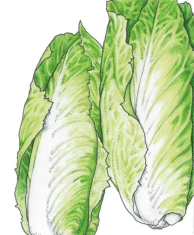 Organic Greens Chicory, Sugrloaf (1 oz) Peaceful Valley