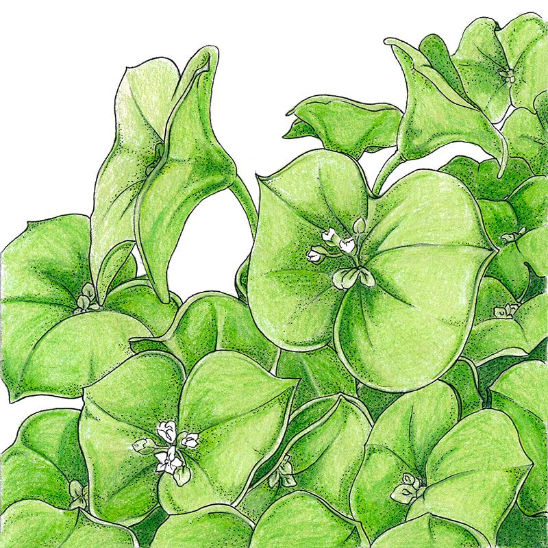 Organic Greens, Claytonia (1 oz) Peaceful Valley