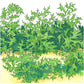 Organic Greens, Mustard Mizuna (1/4 lb) - Grow Organic Organic Greens, Mustard Mizuna (1/4 lb) Vegetable Seeds