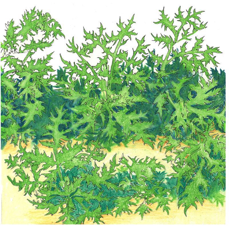Organic Greens, Mustard Mizuna (1/4 lb) Peaceful Valley