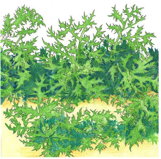 Organic Greens, Mustard Mizuna (1/4 lb) Peaceful Valley