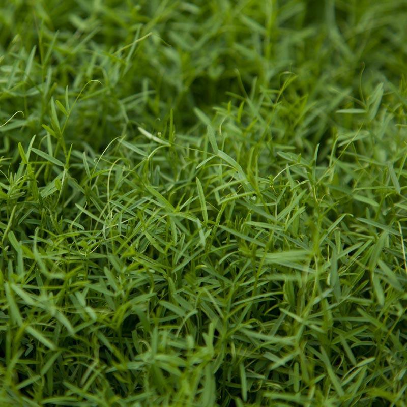 Organic Hairy Vetch - Raw Seed (lb) Grow Organic