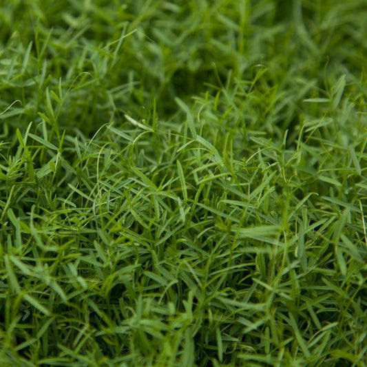 Organic Hairy Vetch - Raw Seed (lb) Grow Organic