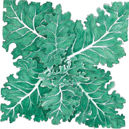Organic Kale, Siberian (1/4 lb) - Grow Organic Organic Kale, Siberian (1/4 lb) Vegetable Seeds